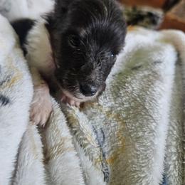 Rambo - Black white and tan male Shetland Sheepdog puppy in Gladbrook, Iowa from T Triple C Shelties