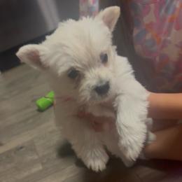 Pink - White female West Highland White Terrier puppy in Bessemer City, North Carolina from JJs Puppies of the Carolinas