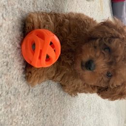 Poodle Puppies from Premier Poodle