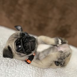 Pug Puppies from PugsncuddlesTN