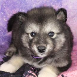 Myst - Purple - Agouti and white female Alaskan Malamute puppy in Independence, Virginia from New River Valley Malamutes