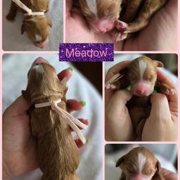 Meadow - Red  female Goldendoodle puppy in Decatur, Tennessee from Diamond's Doodles
