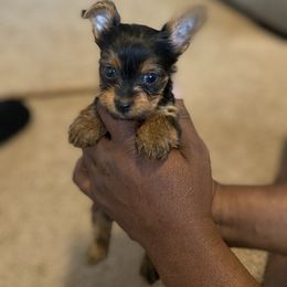Cane Corso and Yorkshire Terrier Puppies from Alldae Guardians