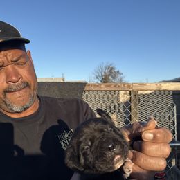 Boy 5 - Cane Corso puppy from Busch Kennels LLC