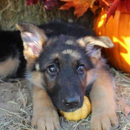 German Shepherd Puppies from Rain's Legacy German Shepherds