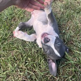American Bully Puppies from King Bane's Bullies