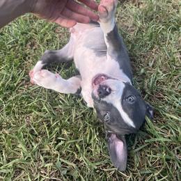 American Bully Puppies from King Bane's Bullies