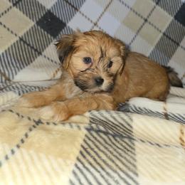 Molly - Brindle female Shorkie puppy in Willowsprings, Missouri from Real life Teddybears