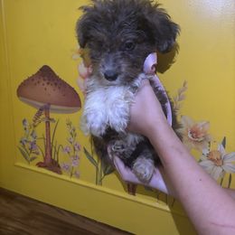 Girl 1 - Blue merle female Miniature Australian Shepherd puppy in Adel, Georgia from Coast to coast Aussies