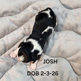 AKC JOSH - Tri-color male Cavalier King Charles Spaniel puppy in Joplin, Missouri, Missouri from HOL-A-DA CAVALIERS