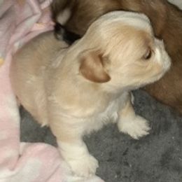 Shih Tzu Puppies from Highland Farms Shih Tzu & Imperial Beauties