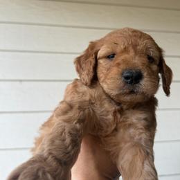 Black - Apricot male Goldendoodle puppy in Shingle Springs, California from California Double Doodles