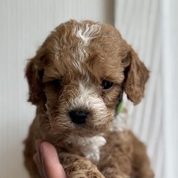 Buzz - Red and white male Cockapoo puppy in Waco, Texas from Cedar Ranch
