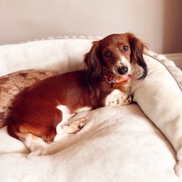 Bristol - Dachshund