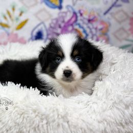 Miniature Australian Shepherd and Toy Australian Shepherd Puppies from Pistol Paws Aussies