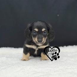 Hank - Black and cream male Dachshund puppy in Nashville, Arkansas from Cuddles n Curls