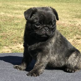 French Bulldog and Pug Puppies from Lyons Pride Pups