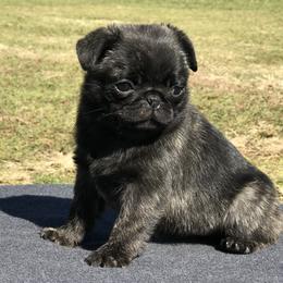 French Bulldog and Pug Puppies from Lyons Pride Pups