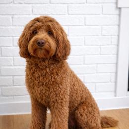 Apollo - Goldendoodle