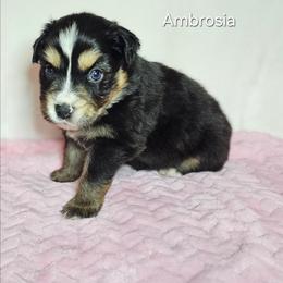 Ambrosia - Black tri-color female Australian Shepherd puppy in Owensboro, Kentucky from JnT's Bluegrass Mini Aussies