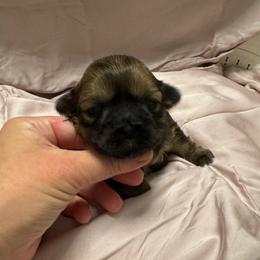 Little Red - Brindle female Shih Tzu puppy in Fletcher, North Carolina from Shihtzu_NC