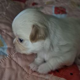 (Jingle) Belle - Cream and white female Chihuahua puppy in Kyle, Texas from joy of chihuahuas tx