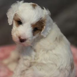 Koda - Parti male Goldendoodle puppy in Shelby Township, Michigan from Shelby Doodles MI LLC