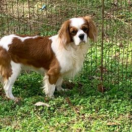 Zazu - Cavalier King Charles Spaniel