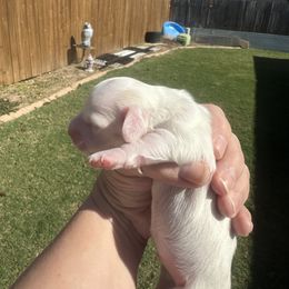 Dachshund Puppies from Mavericks Mini Dachshunds