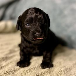 Boy 1 - Black male Havapoo puppy in Tropic, Utah from Lady Paws-Kara