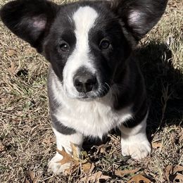Ziggy - Brindle and white male Cardigan Welsh Corgi puppy in Pattonville, Texas from Espuela Cardigan Welsh Corgis