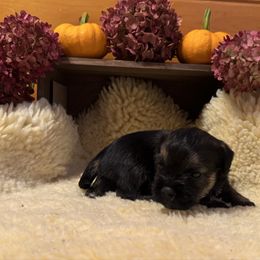 Boy 4 - Grizzle and tan male Border Terrier puppy in Hopkinton, Rhode Island from Small Wonders