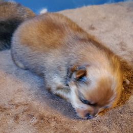 Carmen (AKC) - Red sable female Pomeranian puppy in West Newton, Pennsylvania from Donna's Pomeranians