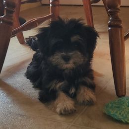 Mal-Shi, Maltese, and Shih Tzu Puppies from Natalie's Happy Fur Paw Shih-Tzues and More