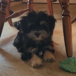 Mal-Shi, Maltese, and Shih Tzu Puppies from Natalie's Happy Fur Paw Shih-Tzues and More