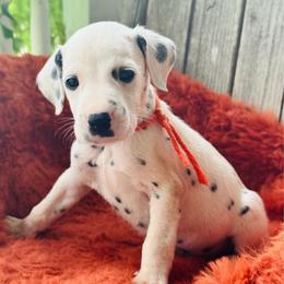 Orange - White and black male Dalmatian puppy in Westhoff, Texas from Smart Dalmatians (LUA)