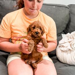 Dark Grey collar boy mini - Red  male Goldendoodle puppy in Spokane, Washington from Dream Doodles in Spokane WA