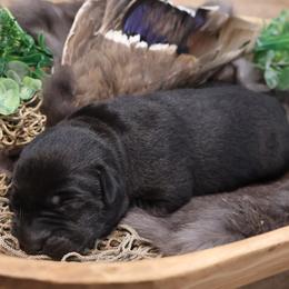 Girl 4 - Black female Labrador Retriever puppy in Plymouth, North Carolina from Duck Creek Kennels
