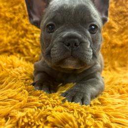 Meadow - Blue female French Bulldog puppy in Clever, Missouri from Crystals Bulldog Bungalow
