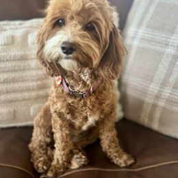 Penny - Goldendoodle