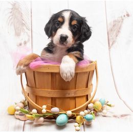Red Collar Female - Black rust and white Bernese Mountain Dog puppy in Collinsville, Texas from Berner Dynasty