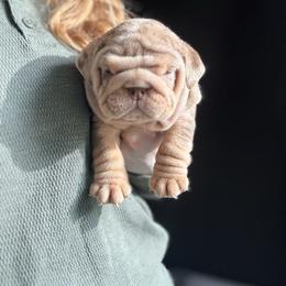 Girl 3 - Chocolate tri-color female Bulldog puppy in Bonney Lake, Washington from Sitka spruce bulldogs