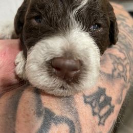 Lagotto Romagnolo Puppies from Agapē Lagotto Romagnolo