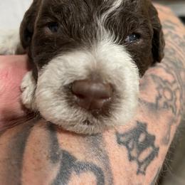 Lagotto Romagnolo Puppies from Agapē Lagotto Romagnolo