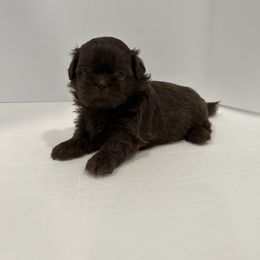 Shih Tzu Puppies from Moore Shih Tzus