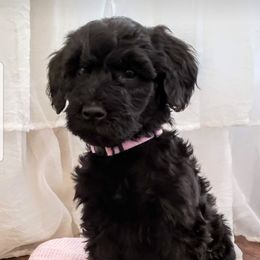 Goldendoodle and Poodle Puppies from C.P. Puppy Buddies