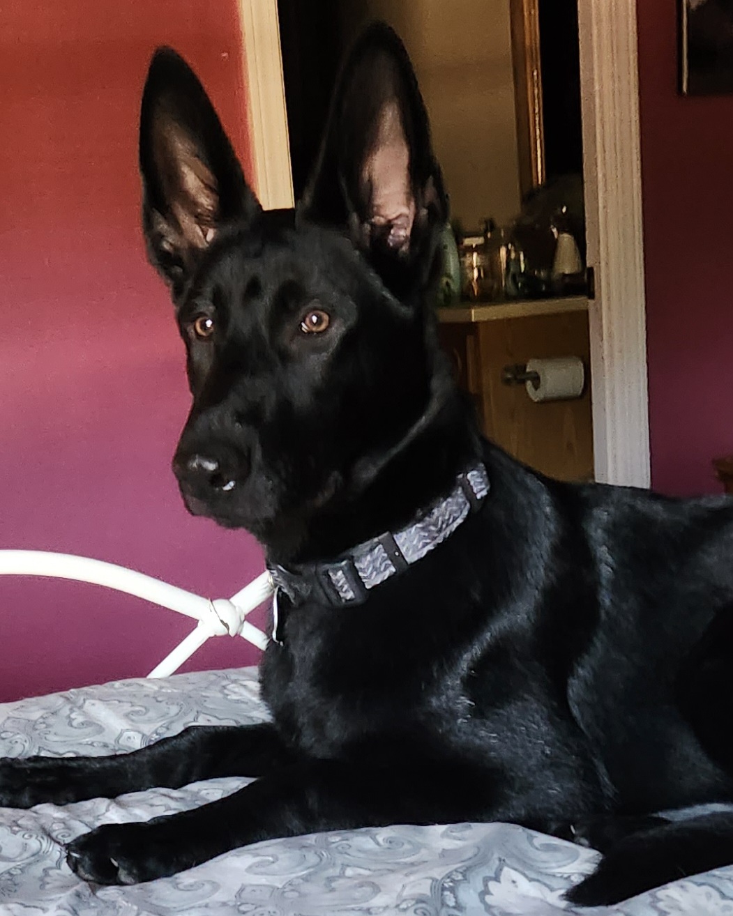 Jaya - German Shepherd