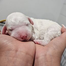 Yellow - Cream female Labradoodle puppy in Payson, Utah from Utah County Labradoodles