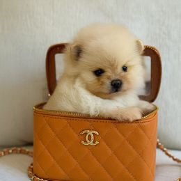 Emilio - Cream male Pomeranian puppy in Canandaigua, New York from Fingerlakes Pomeranians