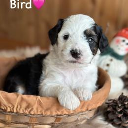 Bird - Black tri-color female Aussiedoodle puppy in Lancaster, Minnesota from Finney Ranch